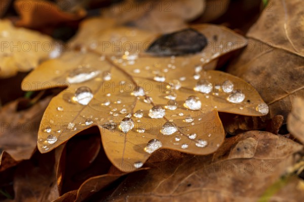 Close-up of the leaf of an oak (Quercus) in autumnal brown colouring on the ground of a forest, wetted with water droplets glistening in the light, Germany