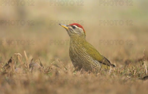 A male Streak-throated Woodpecker (Picus xanthopygaeus) is standing on the grass. Sreepur, Gazipur, Bangladesh