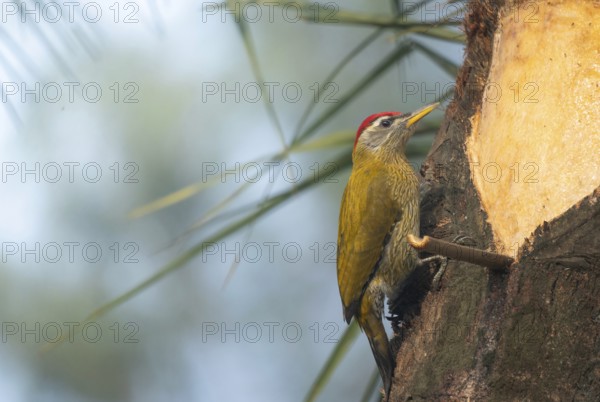 A male streak-throated woodpecker (Picus xanthopygaeus) is sitting on a date palm tree. Sreepur, Gazipur, Bangladesh