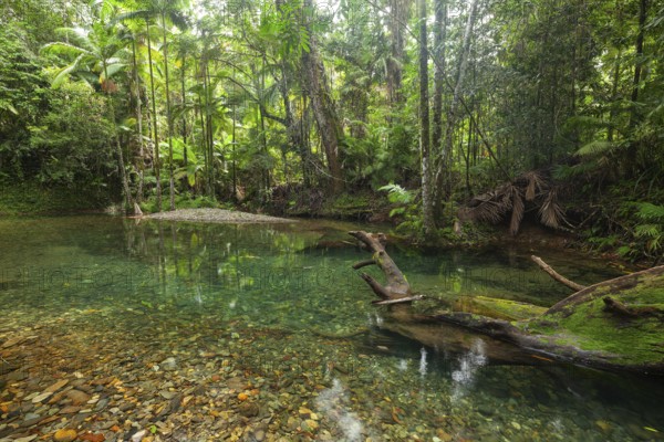 The Blue Hole, Cooper Creek, Daintree National Park, Queensland, Australia