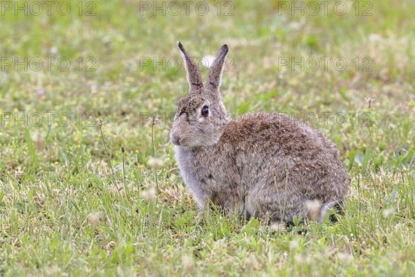 Wild rabbit (Oryctolagus cuniculus), sitting in a meadow, adult, alert, wildlife, animals, rodent, Podersdorf, Lake Neusiedl-Seewinkel National Park, Burgenland, Austria