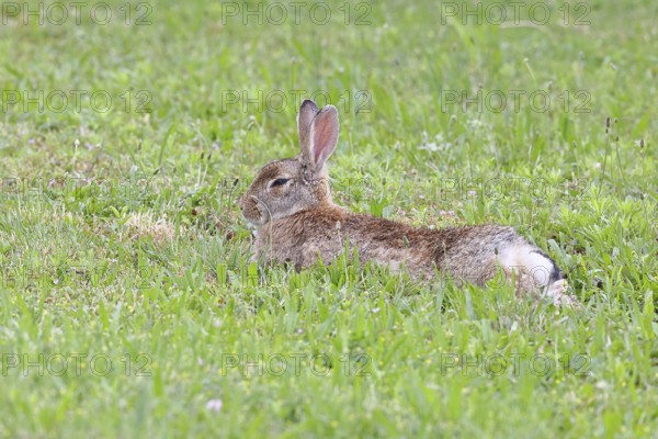 Wild rabbit (Oryctolagus cuniculus), lying in a meadow, fully grown, alert, wildlife, animals, rodent, Podersdorf, Lake Neusiedl-Seewinkel National Park, Burgenland, Austria