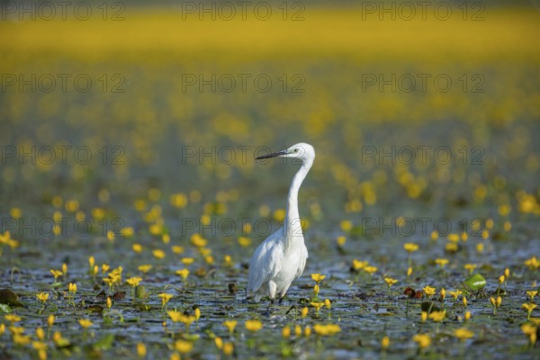 Little Egret (Egretta garzetta) Hungary
