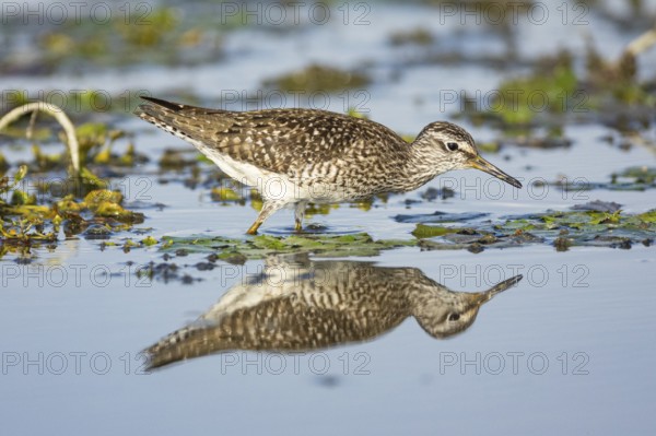 Spotted Redshank (Tringa erythropus) Hungary