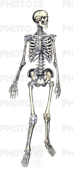 Medical illustration, human skeleton from behind, school picture, authentic reproduction of a school mural, around 1900, exact date unknown, historical