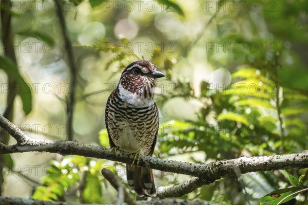 A Short-Legged Gound-Roller (Brachypteracias leptosomus) in the rainforests of eastern Madagascar