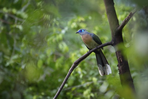 Crested Coa (Coa cristata) in the dry forests of western Madagascar