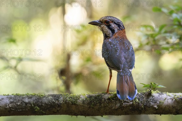 A bird, Scaly Ground Roller (Geobiastes squamigerus) in the rainforests of Mantadia National Park in eastern Madagascar