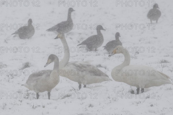 Whooper swans (Cygnus cygnus) and grey geese (Anser anser) in the snow, Emsland, Lower Saxony, Germany