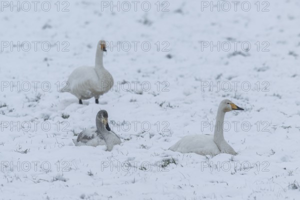 Whooper swans (Cygnus cygnus) in the snow, Emsland, Lower Saxony, Germany