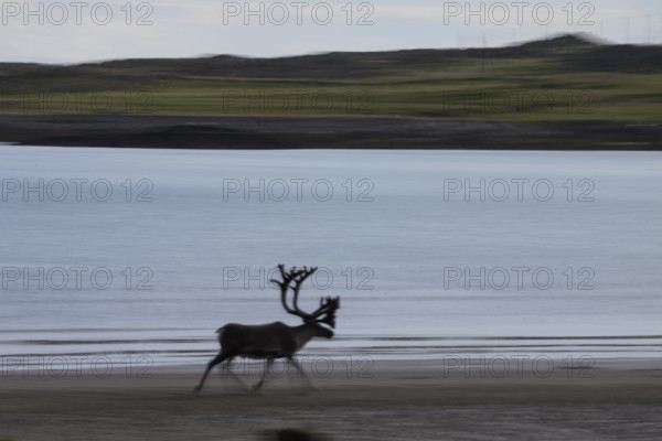 Kiberg, Troms, Norway, Blurred reindeer (Rangifer tarandus) in dynamic movement on the beach of the Barents Sea in a natural landscape