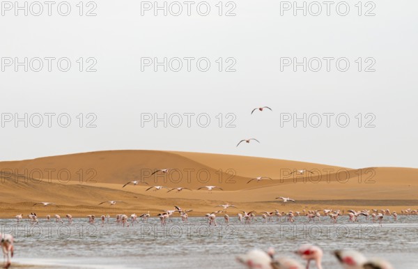 Lesser Flamingos (Phoeniconaias minor) in flight in front of the Namib Desert with lagoon, Walfish Bay, Erongo, Namibia