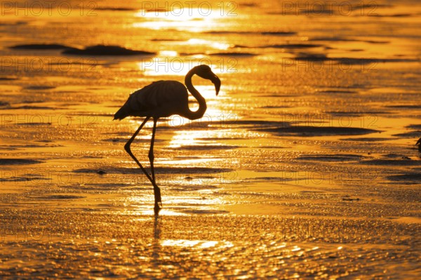 Pink flamingo (Phoenicopterus roseus) against the light, sunset, lagoon at Walfish Bay, Erongo, Namibia
