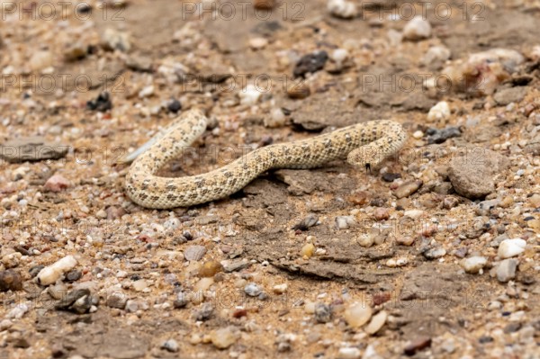 Dwarf puff adder (Bitis peringueyi) in the sand, Namib Desert, Namibia