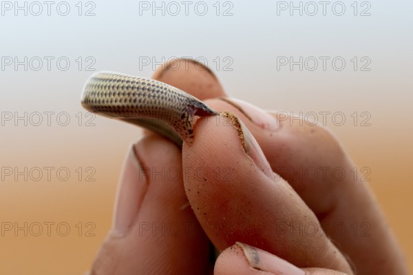 FitzSimon's burrowing skink or short blind dart skink, (Typlacontias brevipes), Namib Desert, Namibia