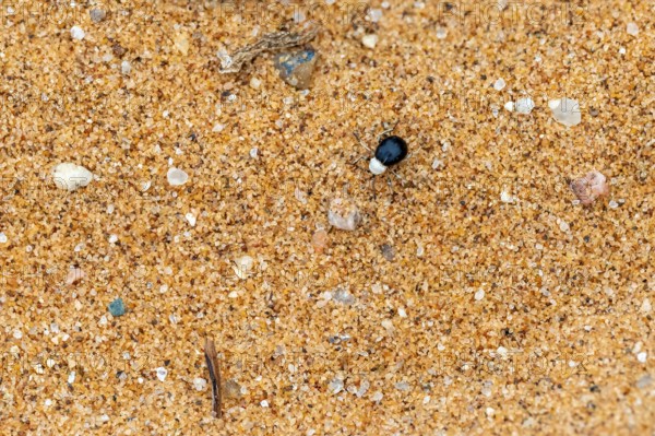 Mist drinker beetle, Tenebrionidae, Onymacris, on sand, Sossusvlei, Namibia