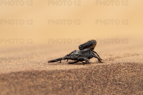 Black scorpion (Parabuthus villosus) running across sand, Namib Desert near Swakopmund, Namibia