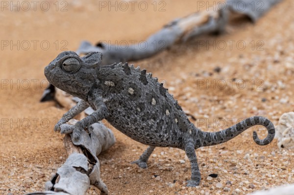 Desert chameleon, Namaqua chameleon (Chamaeleo namaquensis), Namib Desert near Swakopmund, Namibia