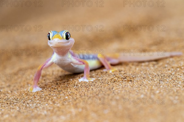 Palmato gecko (Pachydactylus rangei), Namib Desert, Namibia