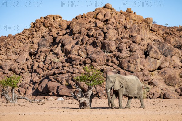 African elephant (Loxodonta africana), desert elephant, riverbed of the Ugab River, Damaraland, Kunene region, Namibia