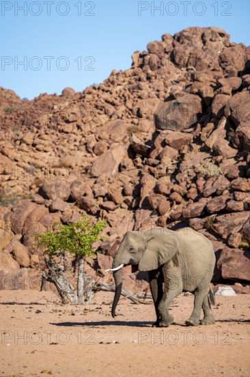 African elephant (Loxodonta africana), desert elephant, riverbed of the Ugab River, Damaraland, Kunene region, Namibia