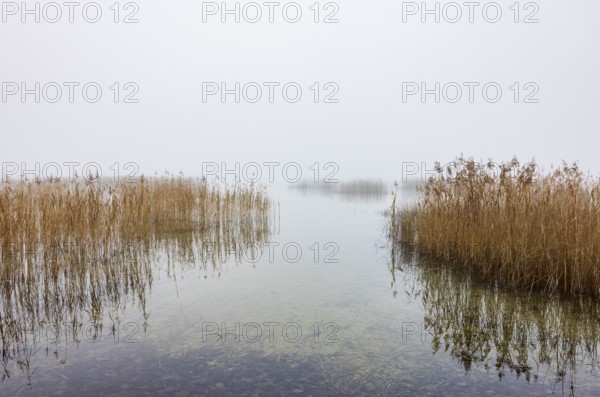 Autumn morning fog on the reed belt on the shores of Lake Mondsee, Salzkammergut, Upper Austria, Austria