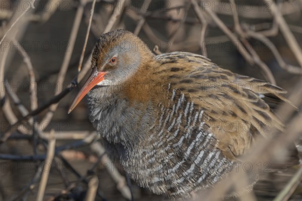 Water Rail (Rallus aquaticus) sits on branches in the swamp. It has grey feathers and stripes. Scene shows reflections of daylight on the water