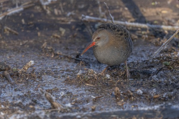 Water Rail (Rallus aquaticus) runs along a branch at the edge of the water in the moor. The sun illuminates the landscape and birds search for food