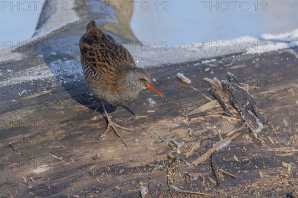 Water Rail (Rallus aquaticus) runs along a branch at the edge of the water in the moor. The sun is shining on the landscape and birds are looking for food
