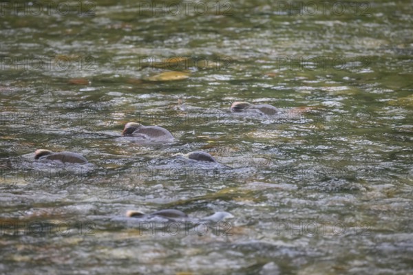 Atlantic salmon (Salmo salar) swimming close to the surface on their spawning migration in a northern Norwegian salmon river Wild river and moving in flowing water, dorsal fins visible in shallow water, Grense Jacobselv, Finnmark, Norway