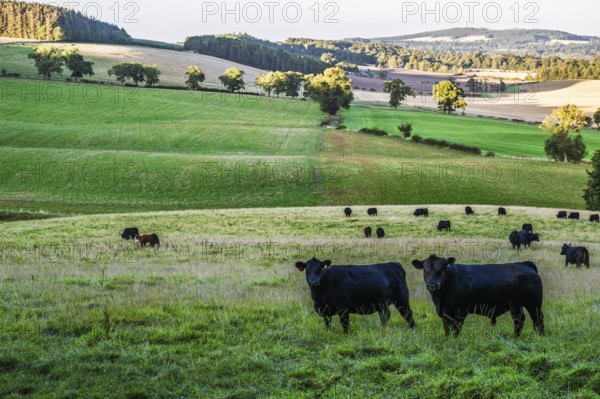 Bulls and Cows on Scottish Borders Farms, Scotland, UK