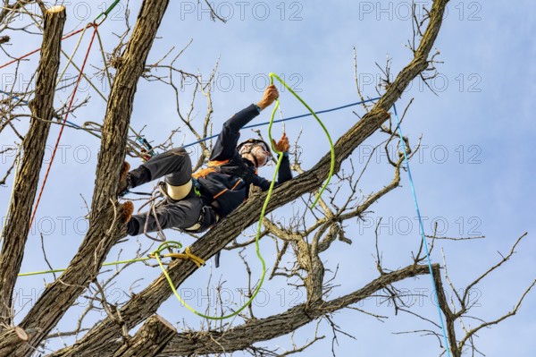 Detroit, Michigan - Members of the Detroit Arborist Collective trim dead branches from a burr oak tree. They also checked for the presence of oak wilt disease