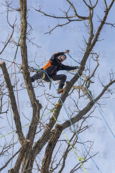 Detroit, Michigan - Members of the Detroit Arborist Collective trim dead branches from a burr oak tree. They also checked for the presence of oak wilt disease