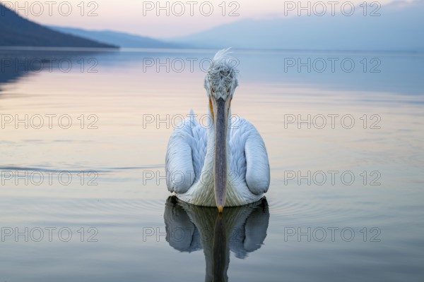 Dalmatian Pelican (Pelecanus crispus), Dalmatian Pelican, swimming, morning mood, in splendour, Lake Kerkini, Greece