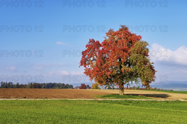 Red discoloured pear tree (Pyrus), standing in a meadow, Beinwil, Freiamt, Canton Aargau, Switzerland