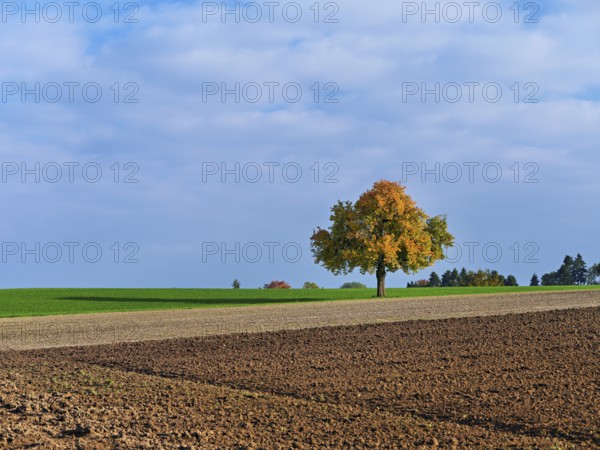 Discoloured pear tree (Pyrus), standing in a meadow, Beinwil, Freiamt, Canton Aargau, Switzerland