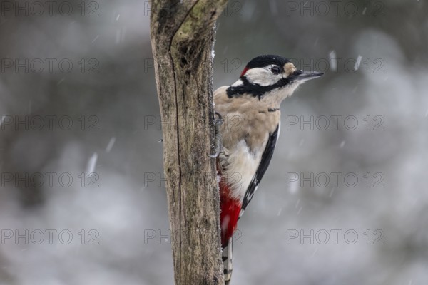 Great spotted woodpecker (Dendrocopos major), Emsland, Lower Saxony, Germany