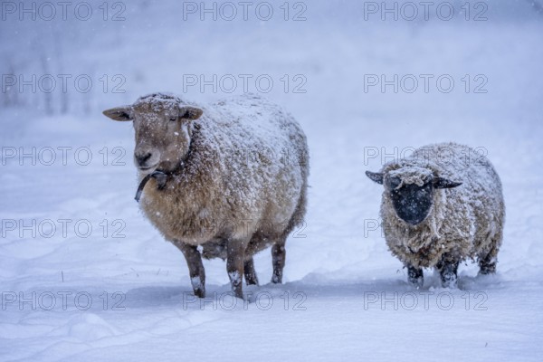 Winter weather, blowing snow, sheep on a snowy pasture, looking for food, thick fur, Elfringhauser Schweiz, near Hattingen, North Rhine-Westphalia, Germany