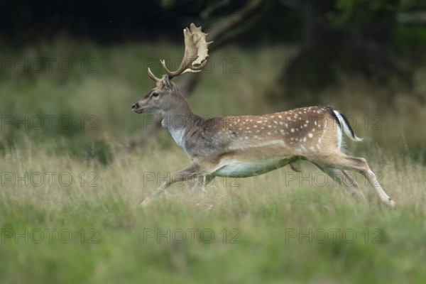 Male fallow deer (dama dama) in the run, Klamptenborg, Copenhagen, Denmark