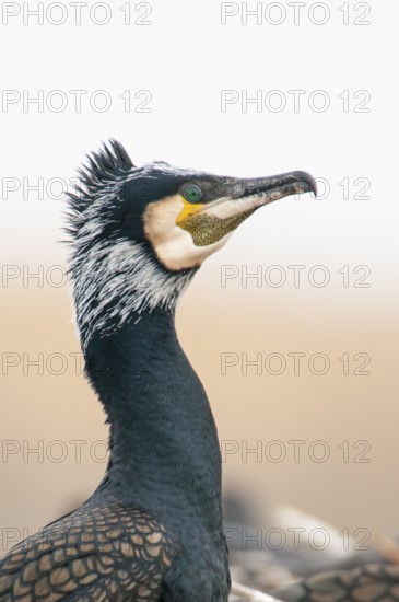 Cormorant (Phalacrocorax carbo) in the breeding colony, Stralsund, Mecklenburg-Western Pomerania, Germany