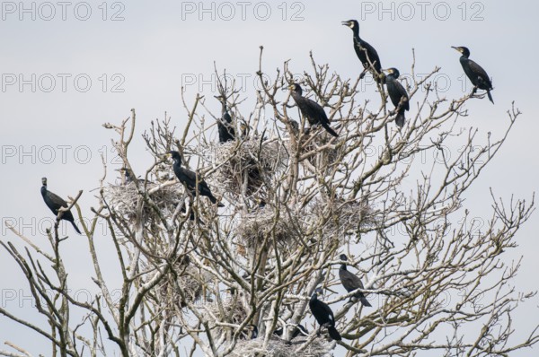 Cormorant (Phalacrocorax carbo) in the breeding colony, Stralsund, Mecklenburg-Western Pomerania, Germany