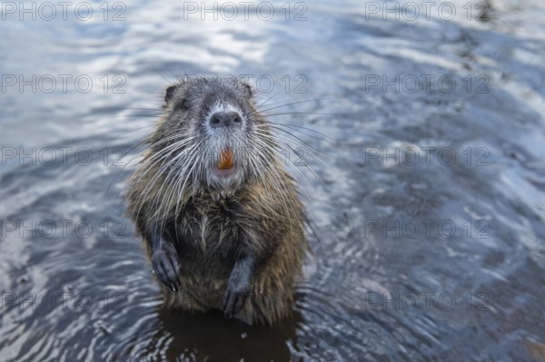 Nutria (Myocastor coypus) in a body of water, Osnabrück, Lower Saxony, Germany