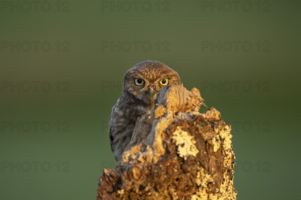 Little owl (Athene noctua) on tree trunk, bird, Race, Slovenia