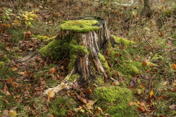 Tree stump with moss and autumn leaves in the forest in Skåne county, Sweden, Scandinavia