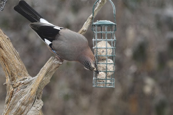 Eurasian jay (Garrulus glandarius) at winter feeding in the forest, Allgäu, Bavaria, Germany, Allgäu, Bavaria, Germany