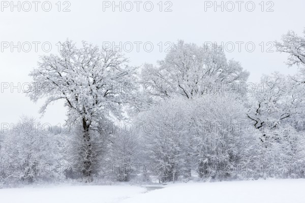 Trees covered with snow and ice in a winter landscape with fog, Schleswig-Holstein, Germany