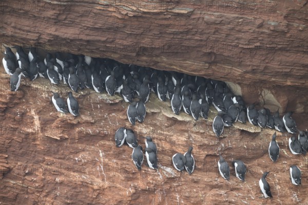 A large group of a densely packed bird colony of guillemots (Uria aalge) sits on a red sandstone rock cliff in a natural setting on the guillemot cliff of Helgoland Island, Helgoland, Schleswig-Holstein, Germany