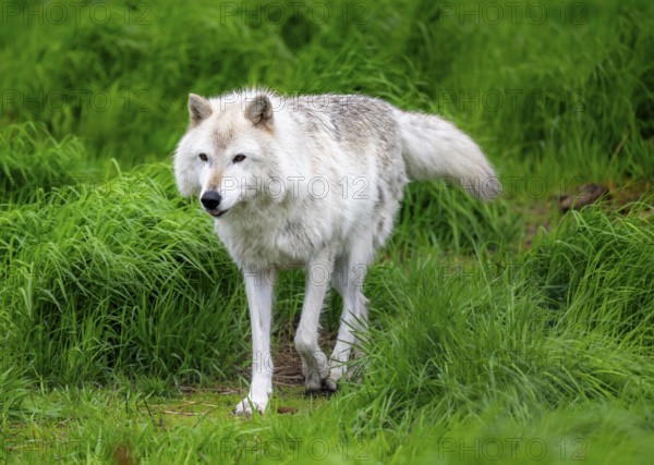 Arctic wolf (Canis lupus arctos), Alaska, USA