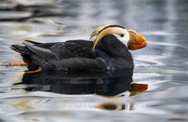 Yellow-crested flounder (Fratercula cirrhata), swimming in the water, Alaska, USA