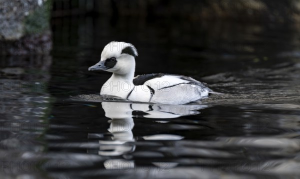 Red-breasted Merganser (Mergellus albellus), swimming in the water, Alaska, USA